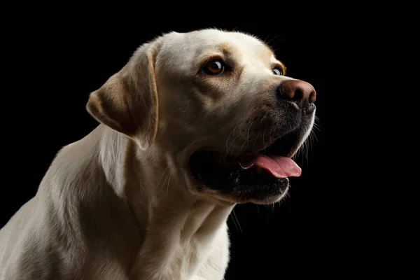 Primer Plano Retrato Adorable Perro Labrador Retriever Beige Aislado Fondo — Foto de Stock