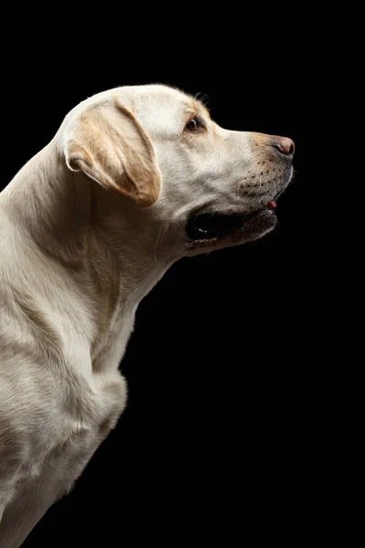 Close Beige Perro Labrador Retriever Vista Perfil Aislado Fondo Negro —  Fotos de Stock