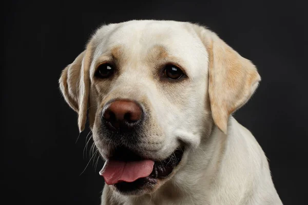 米色拉布拉多猎犬的特写镜头 它有着好奇的脸 眼前是孤立的黑色背景 — 图库照片