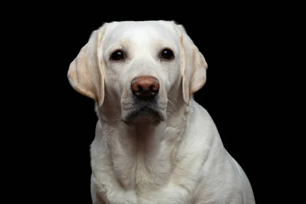 拉布拉多猎犬的特写镜头 在孤立的黑色背景下 前视镜下摄像 — 图库照片