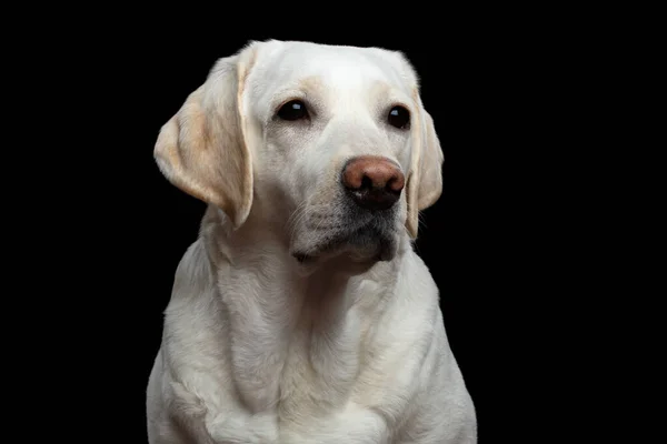 在孤立的黑色背景下的悲伤拉布拉多猎犬的特写 — 图库照片