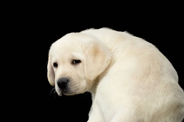 悲伤的拉布拉多小狗的特写回过头去 在孤立的黑色背景上忧郁地看着 — 图库照片