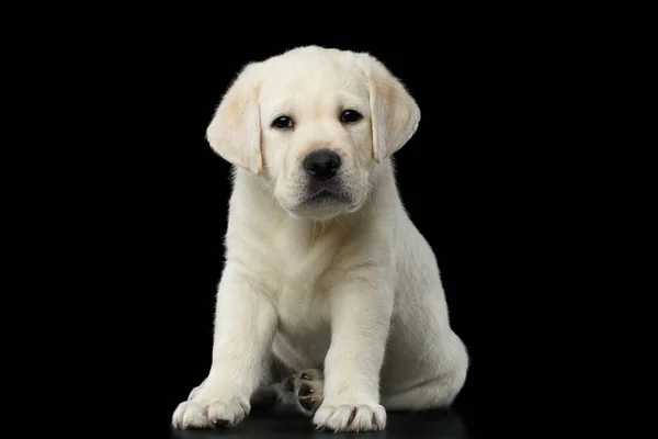 Cachorro Labrador Infeliz Sentado Esperando Sobre Fondo Negro Aislado — Foto de Stock