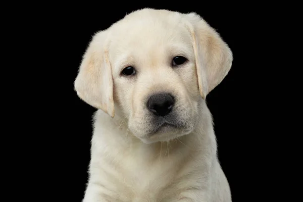 Retrato Cerca Del Cachorro Labrador Mirando Cámara Sobre Fondo Negro — Foto de Stock