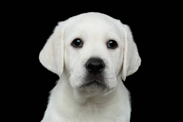 白色拉布拉多犬的特写镜头在孤立的黑色背景上拍摄 — 图库照片