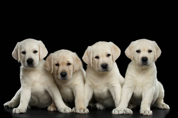 Vier Witte Labrador Puppy Kijken Camera Geïsoleerde Zwarte Achtergrond Vooraanzicht — Stockfoto