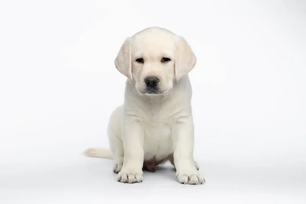 Mutsuz Labrador Köpek Yavrusu Beyaz Arka Planda Oturuyor Bekliyor — Stok fotoğraf