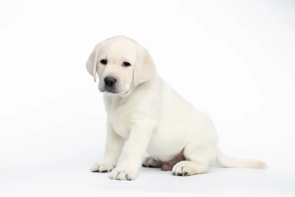 Unhappy Labrador Puppy Sitting Waiting White Background Side View — Stock Photo, Image