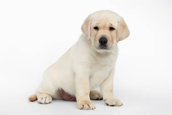 Mutsuz Labrador Yavrusu Beyaz Arka Planda Oturuyor Aşağı Bakıyor — Stok fotoğraf