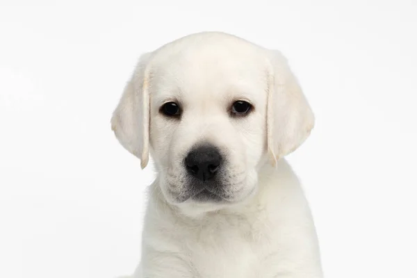 Mutsuz Labrador Köpeğinin Yakın Plan Portresi Yazık Beyaz Arka Plan — Stok fotoğraf