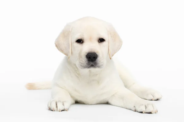 Cachorro Labrador Infeliz Acostado Esperando Sobre Fondo Blanco Vista Frontal — Foto de Stock