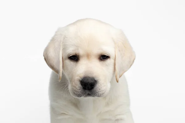 Mutsuz Labrador Köpeğinin Yakın Plan Portresi Beyaz Arka Plan Manzara — Stok fotoğraf