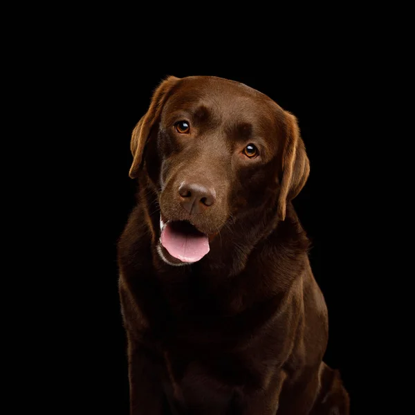 Divertido Retrato Perro Recuperador Labrador Feliz Mirando Cámara Sonriendo Sobre — Foto de Stock