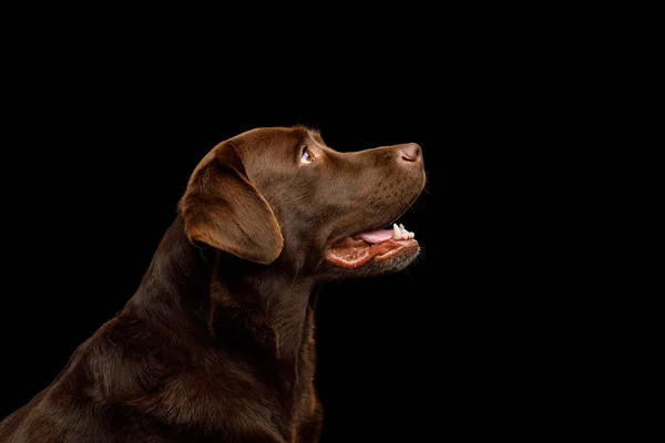 Funny Portrait Happy Labrador Retriever Dog Mirando Hacia Arriba Sobre — Foto de Stock