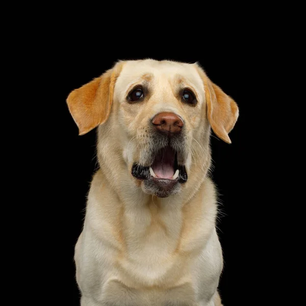 令人惊讶的拉布拉多猎犬的滑稽形象 在孤立的黑色背景上张开嘴怒目而视 — 图库照片