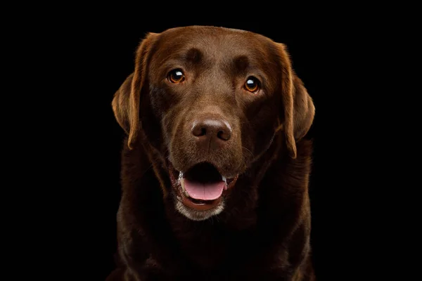 Funny Portrait Amazement Labrador Retriever Dog Sonriendo Mirando Cámara Sobre — Foto de Stock