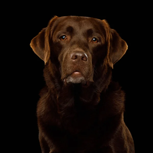 Allvarligt Porträtt Brown Labrador Retriever Hund Tittar Kameran Isolerad Svart — Stockfoto