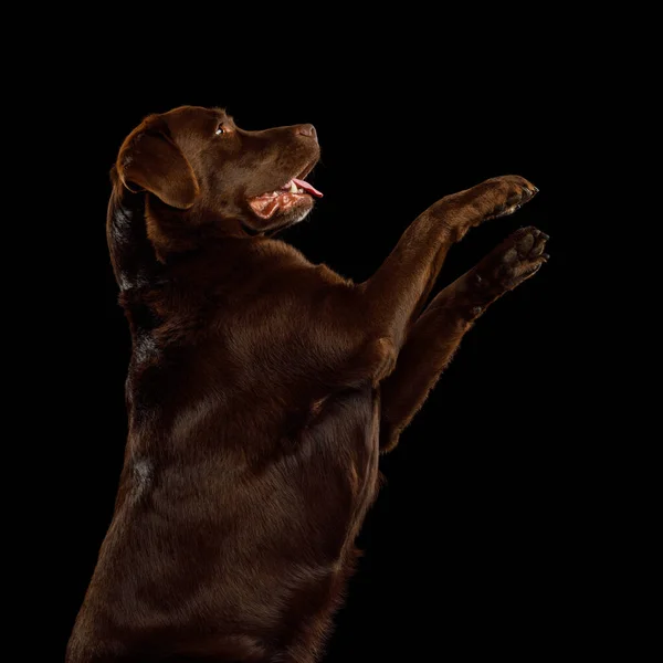 Lindo Retrato Perro Labrador Retriever Marrón Criado Sobre Fondo Negro — Foto de Stock