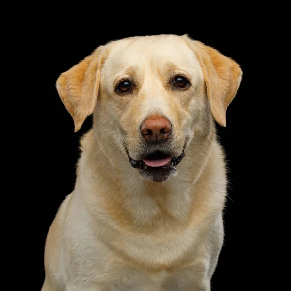 拉布拉多猎犬的肖像在孤立的黑色背景下 前视镜下看着相机 — 图库照片