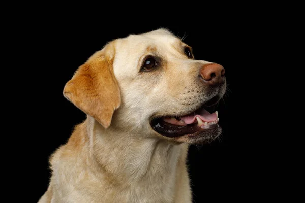 Niedliches Portrait Von Cremefarbenem Labrador Retriever Hund Auf Isoliertem Schwarzem — Stockfoto