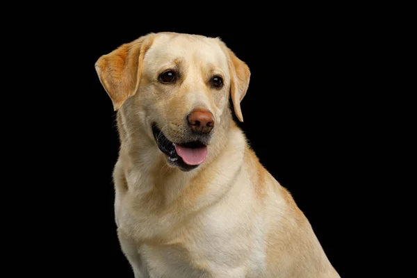 Портрет Собаки Лабрадора Смотреть Камеру Изолированном Черном Фоне Вид Спереди — стоковое фото