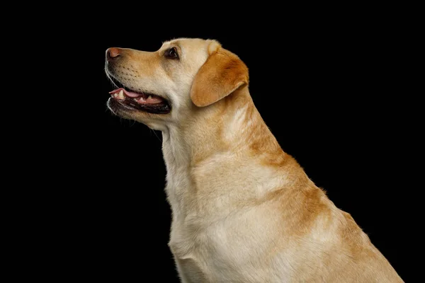 Lindo Retrato Creame Labrador Retriever Dog Mirando Hacia Arriba Sobre — Foto de Stock