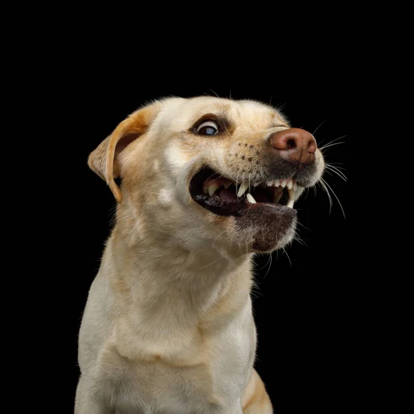 Funny Portrét Smiled Labrador Retrívr Pes Otevřenými Ústy Izolovaném Černém — Stock fotografie