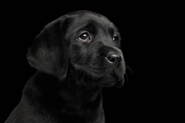 Zbliżenie Portret Wspaniały Labrador Retriever Szczeniak Smutny Patrząc Górę Odizolowany — Zdjęcie stockowe