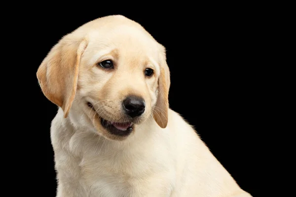 Retrato Golden Labrador Retriever Cachorro Divertido Sonriendo Aislado Sobre Fondo — Foto de Stock