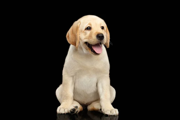 Golden Labrador Retriever Cachorro Divertido Sentado Sonriendo Aislado Sobre Fondo — Foto de Stock