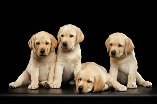 Vier Golden Labrador Retriever Pups Zitten Geïsoleerd Zwarte Achtergrond Vooraanzicht — Stockfoto