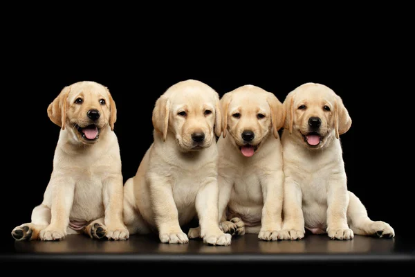 Vier Grappige Golden Labrador Retriever Puppies Zitten Geïsoleerd Zwarte Achtergrond — Stockfoto