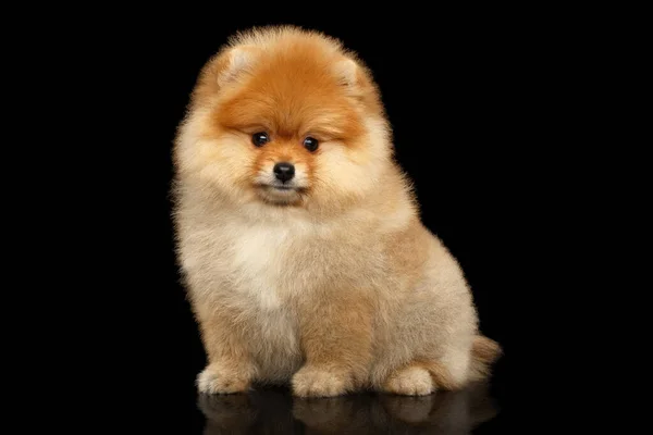 Groomed Μινιατούρα Pomeranian Spitz Κουτάβι Κάθεται Μαύρο Απομονωμένο Φόντο Μπροστινή — Φωτογραφία Αρχείου