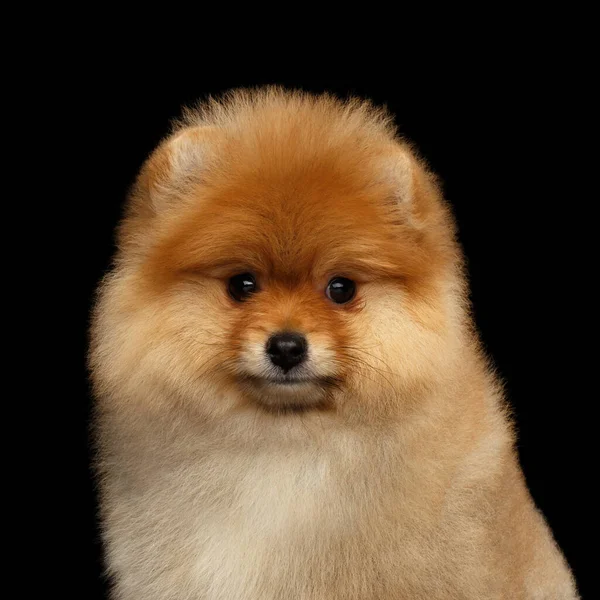 Portrét Roztomilé Miniaturní Pomeranian Spitz Štěně Dívá Kamery Černém Izolovaném — Stock fotografie