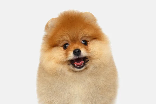 Portrait Happy Miniature Pomeranian Spitz Puppy Smiling Camera White Background — Stock Photo, Image