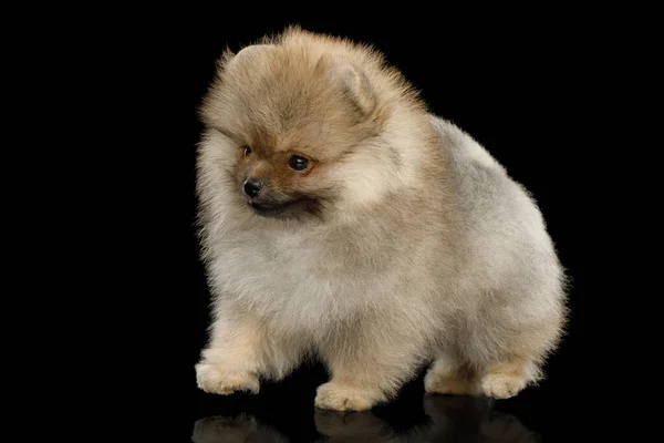 Groomed Miniature Pomeranian Spitz Puppy Standing Black Isolated Background Side — Stock Photo, Image