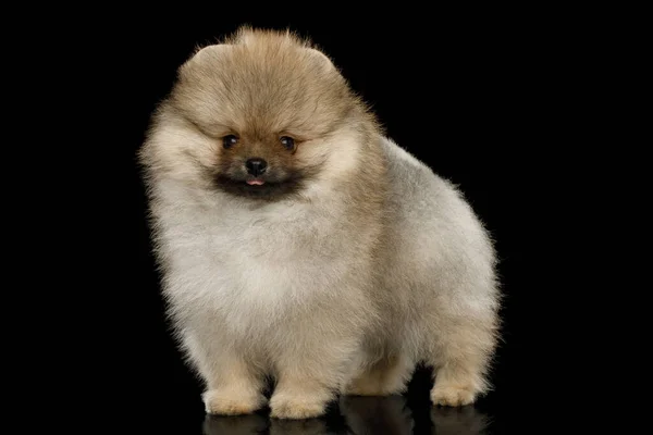 Groomed Miniatűr Pomeranian Spitz Kiskutya Álló Fekete Elszigetelt Háttér Oldalnézet — Stock Fotó