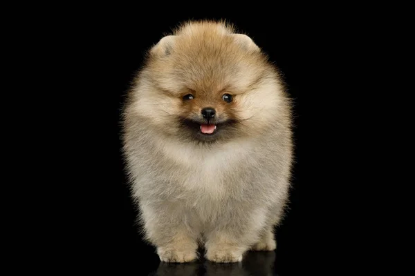 Cachorro Pomeranian Spitz Miniatura Arreglado Pie Sobre Fondo Negro Aislado —  Fotos de Stock