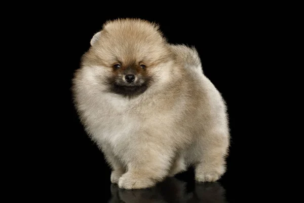 Groomed Miniatűr Pomeranian Spitz Kiskutya Álló Fekete Elszigetelt Háttér Oldalnézet — Stock Fotó