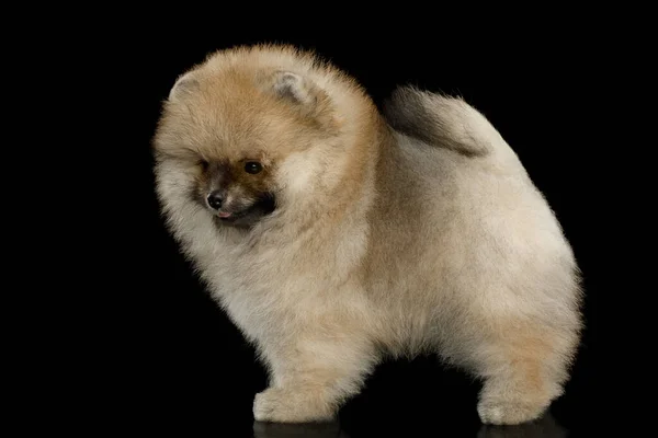 Groomed Miniatyr Pommerska Spitz Valp Stående Svart Isolerad Bakgrund Sidovy — Stockfoto