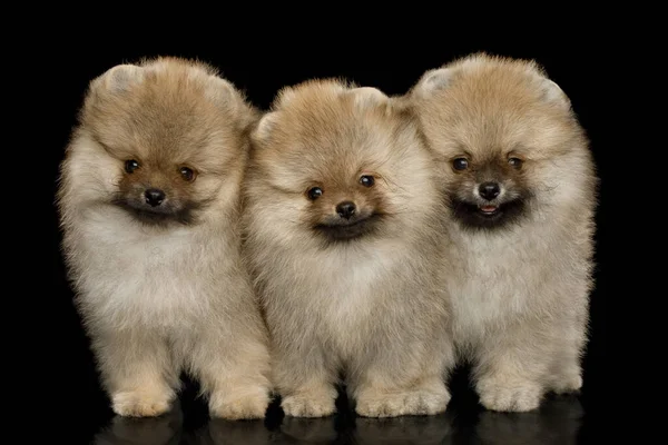 Három Szőrtelenített Miniatűr Pomeranian Spitz Kölykök Álló Fekete Elszigetelt Háttér — Stock Fotó