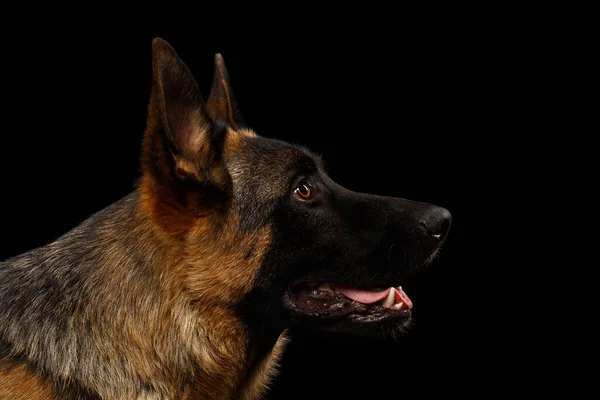 Closeup German Shepherd Profile Black Background — Stock Photo, Image