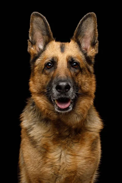 Closeup Portrait Gazing German Shepherd Dog Isolated Black Background — Stock Photo, Image