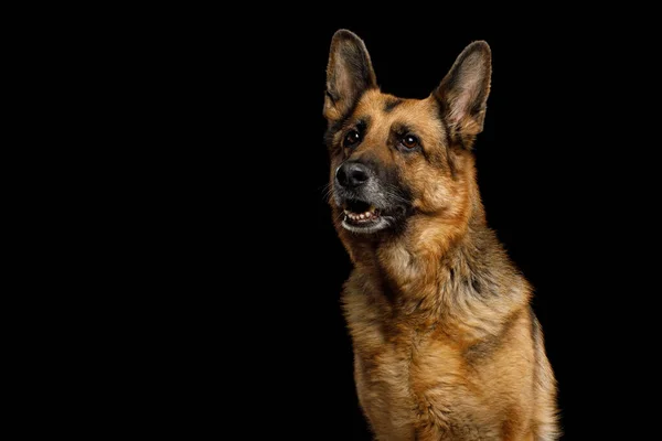 Portrait Cute German Shepherd Dog Looking Curious Isolated Black Background — Stock Photo, Image