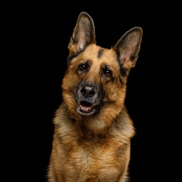 Portrait Cute German Shepherd Dog Turning Head Isolated Black Background — Stock Photo, Image