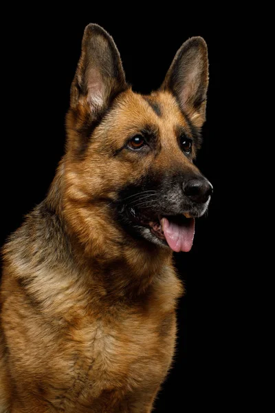 Portrait Cute German Shepherd Dog Looking Curious Isolated Black Background — Stock Photo, Image