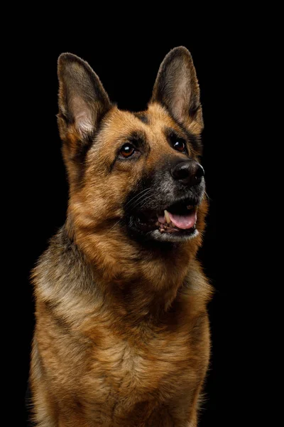 Portrait Cute German Shepherd Dog Looking Curious Isolated Black Background — Stock Photo, Image