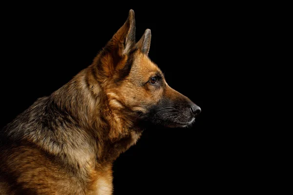 Nahaufnahme Porträt Des Deutschen Schäferhundes Profilbild Auf Isoliertem Schwarzem Hintergrund — Stockfoto