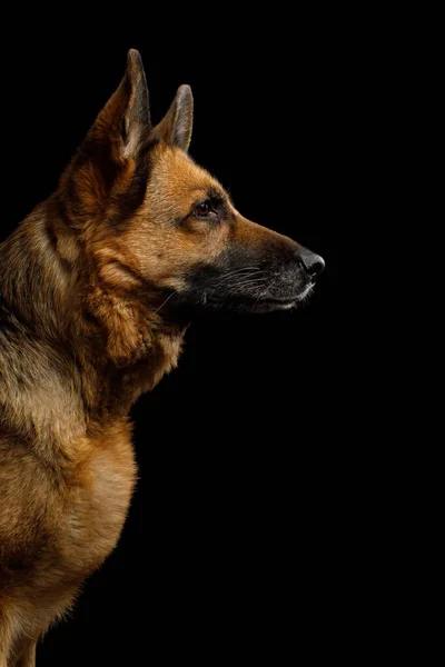 Portrait German Shepherd Dog Profile View Isolated Black Background — Stock Photo, Image
