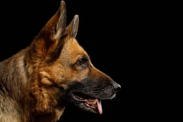 셰퍼드 사이트 Shepherd Dog Profile View Isolated Black Background — 스톡 사진